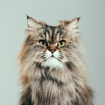 Different Types Of Cat Breeds And Their Unique Characteristics