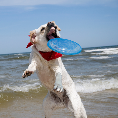 The Benefits Of Pet Exercise And Outdoor Activities