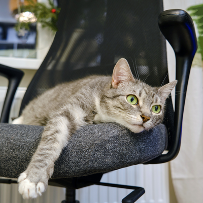 The Benefits Of Pet-friendly Workplaces