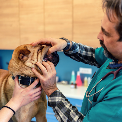 The Importance Of Pet Dental Care